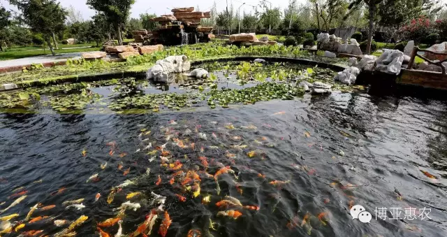 最新預(yù)測：今明兩年苗木行業(yè)發(fā)展新趨勢