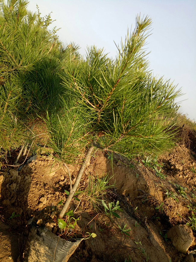 2020年綠化苗木發(fā)展行情如何？