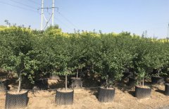 2020年綠化苗木又該如何發(fā)展？