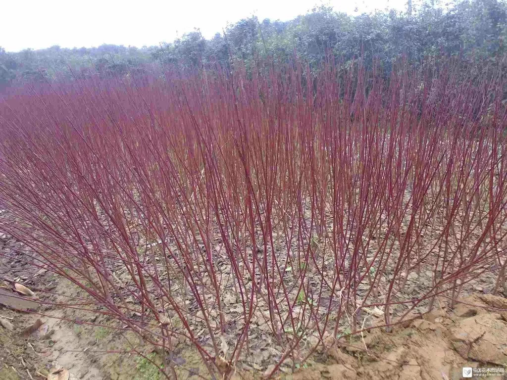 苗木業(yè)最該升級的是什么？