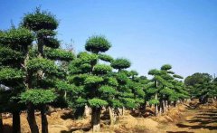 速看！2021年農(nóng)業(yè)農(nóng)村重點(diǎn)工作來了